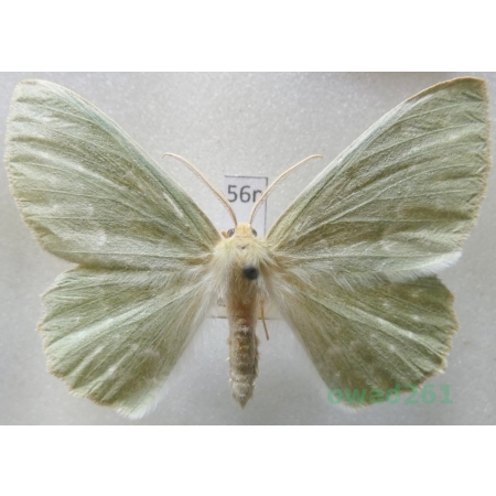 Geometra papilionaria (Linnaeus, 1758) Czech56n